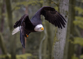 bald eagle in flight