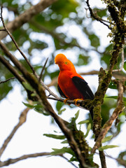 Andean Cock-of-the-rock on tree branch in Ecuador