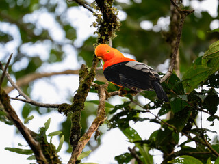 Andean Cock-of-the-rock on tree branch in Ecuador