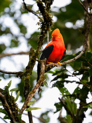Andean Cock-of-the-rock on tree branch in Ecuador