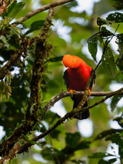 Andean Cock-of-the-rock on tree branch in Ecuador