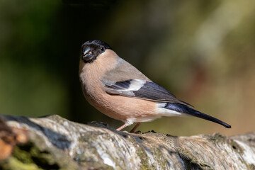 A close up portrait of a female bullfinch, Pyrrhula pyrrhula, as she is perched on the branch of a...
