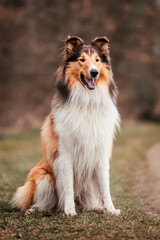 Collie