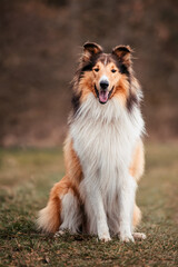 Collie