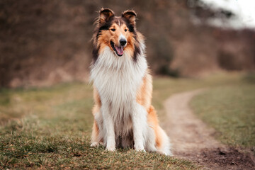 Collie