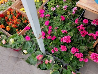 Many colorful flower seedlings are sold in the market in boxes. Seedlings of marigolds and other spring flowers. Flowers for planting in a flower bed. trade in flowers and seedlings.