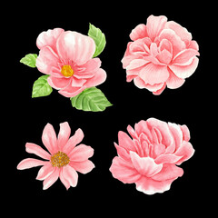 Set of pink watercolor flowers isolated on a black background, peonies and camellias in different poses, pastel colors, clip art for stickers, white border. The flowers are rendered in the style of