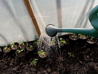 Watering bell pepper plants in a greenhouse from a green plastic watering can. The topic of growing vegetables in a greenhouse at home.