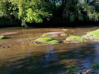 A small, shallow river with a bottom lined with small stones and clean, clear water that flows under the branches of trees that lean over the water. Islands of green grass in the middle of the river.