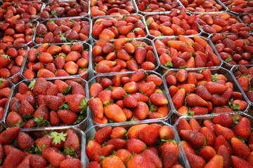 Fruits and vegetables are sold at a bazaar in Israel.