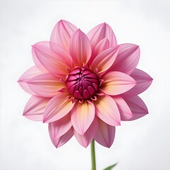 A close-up of a vibrant dahlia flower with delicate petals and a bright center