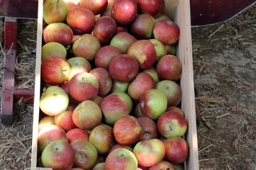 Fruits and vegetables are sold at a bazaar in Israel.