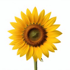 A bright yellow sunflower with a large center and vibrant petals against a white background