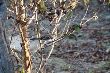 Grey Fantail (Rhipidura albiscapa) native Australian bird.