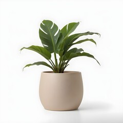 A green tropical plant with large leaves in a beige ceramic pot