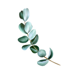 Realistic eucalyptus branch. Watercolor hand drawn green plant isolated on transparent background....