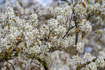 Amelanchier lamarckii deciduous flowering shrub, group of snowy white petal flowers on branches in bloom - obrazy, fototapety, plakaty