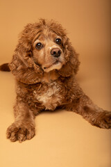 Studio portrait of a cocker spaniel dog laying down. He is looking at the camera. The background is...