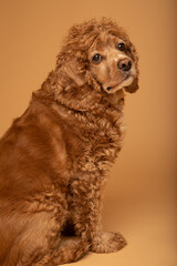 Studio portrait of a cocker spaniel dog sitting down. He is looking at the camera. The background is beige. The dog is an adult and is seven years old. 