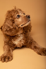 Studio portrait of a cocker spaniel dog laying down. He is looking away from the camera. The background is beige. The dog is an adult and is seven years old. 