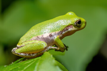 A juvenile Squirrel Treefrog at the edge of a leaf.