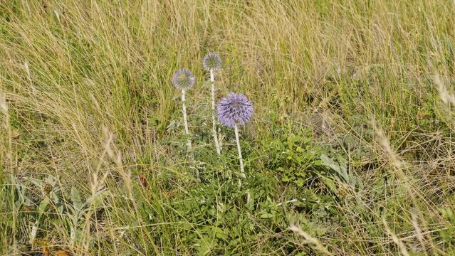 Southern Urals, blooming southern globethistle (Echinops ritro) in the mountains.