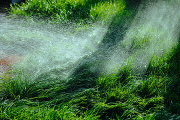 Watering the lawn in summer sunny day