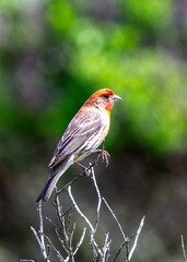 Female House Finch (Haemorhous mexicanus) - Subtle Charmer with Streaks