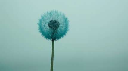   A dandelion amidst foggy day, background boasts a light blue sky