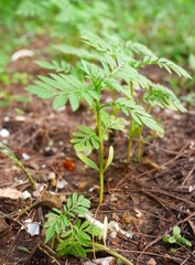 A group of Marigold Young plants
