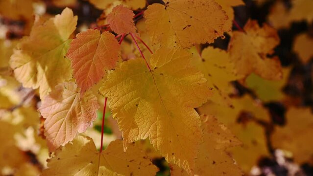 Bright orange colored autumn maple leaves that are moving in a light wind have dabbled sunlight highlights.
