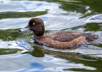 Female Tufted Duck (Aythya fuligula) - Subdued Beauty of European Waters