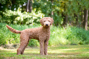 A Golden Retriever x Poodle mixed breed dog, also known as a Goldendoodle, standing outdoors