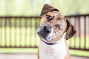 A one-eyed mixed breed dog recently healed from enucleation surgery