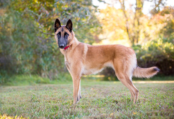 A purebred Belgian Malinois dog standing outdoors and looking at the camera