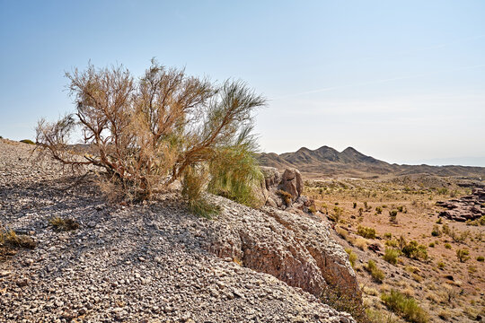 view of haloxylon tree next to a dried-up streambed in Altyn Emel National Park, Kazakhstan