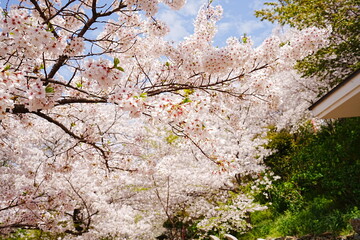 Beautiful Cherry Blossom or Sakura in Spring over Blue Sky, Japan, Copy space, Closeup - 日本 春 ピンク色の桜の花 青空の背景