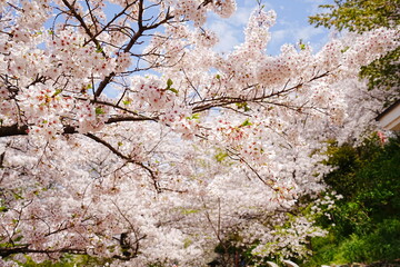 Fototapeta premium Beautiful Cherry Blossom or Sakura in Spring over Blue Sky, Japan, Copy space, Closeup - 日本 春 ピンク色の桜の花 青空の背景