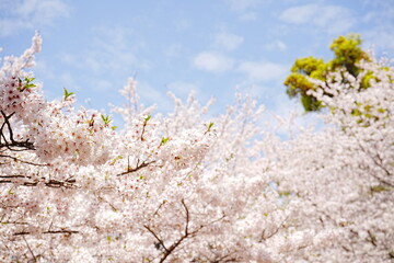 Beautiful Cherry Blossom or Sakura in Spring over Blue Sky, Japan, Copy space, Closeup - 日本 春 ピンク色の桜の花 青空の背景