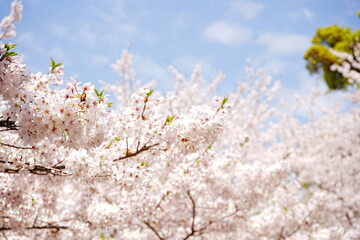 Beautiful Cherry Blossom or Sakura in Spring over Blue Sky, Japan, Copy space, Closeup - 日本 春 ピンク色の桜の花 青空の背景