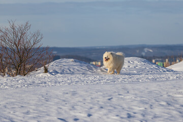 Samoyed - Samoyed beautiful breed Siberian white dog. The dog stands on a snowy path by the bushes and has his tongue out.