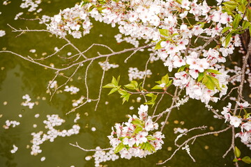 Pink Cherry Blossoms at Kimii-dera Temple in Wakayama, Japan - 日本 和歌山 紀三井寺の桜