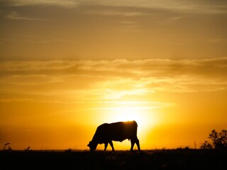 Silhouetted cow at sunset