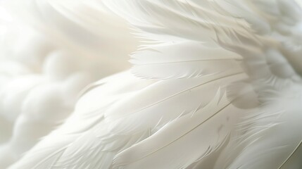 Fototapeta premium Serene and Peaceful Close-up of White Feathers Background