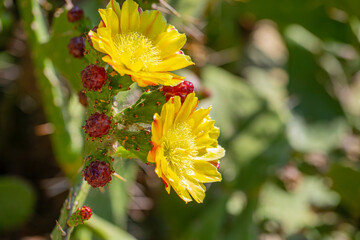 Common name: Prickly pear cactus, scientific name: Opuntia maxima