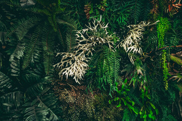 Close-up view of a group of tropical green leaves, textured and abstract background. This natural leafy backdrop embodies a tropical nature concept.