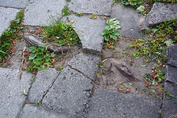 Damaged sidewalk with concrete blocks - the tree root grew under the pavement, damaging it