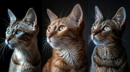 Artistic lighting accentuates the unique features of various breeds in regal poses, captured in elegant cat portraits.