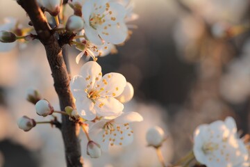 Spring flowers blooming on a tree at dawn