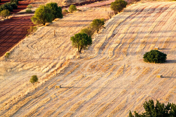 Almond trees among stubble in Alhambra